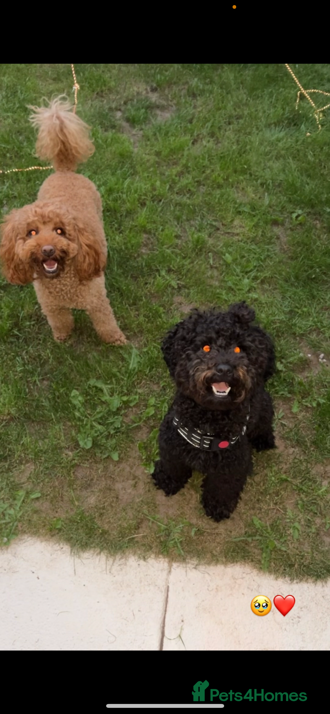 Poochon dogs for sale: X3 beautiful poochon males  - Image 2