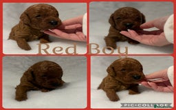 Cavapoo dogs for sale: Extensively Health Tested F1b Cavapoo Puppies  - Image 3