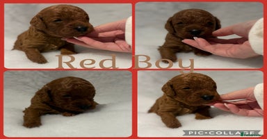 Cavapoo dogs - Advert 3