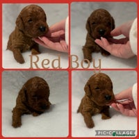 Cavapoo dogs - Advert 15