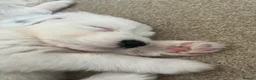 Old English Sheepdog dogs for sale:  Blue Eyes Old English Sheepdog Puppies  - Advert 10