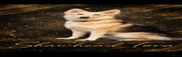 German Shepherd dogs for sale: Shawhead Shepherds  - Advert 2