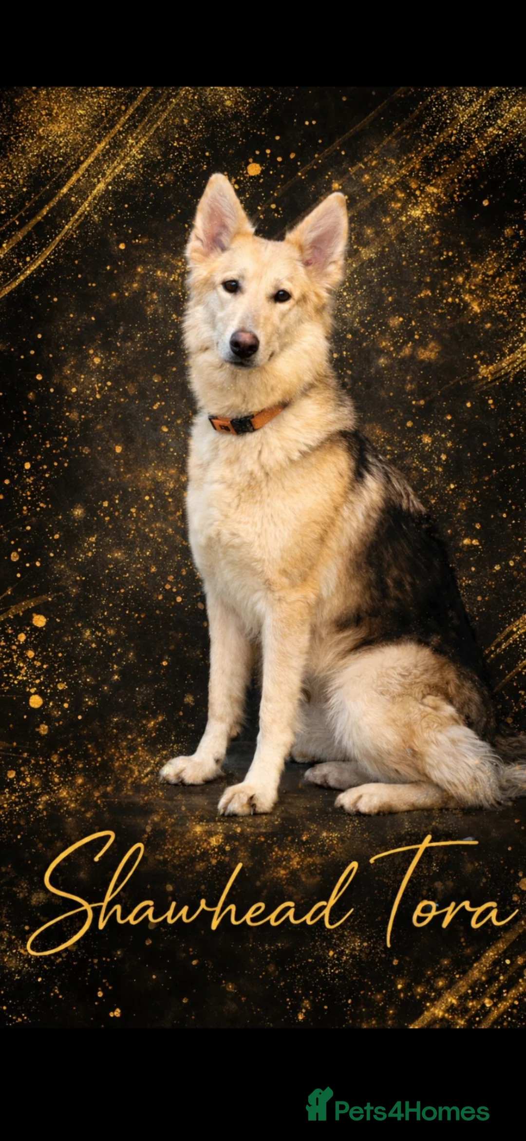 German Shepherd dogs for sale: Shawhead Shepherds  - Advert 2