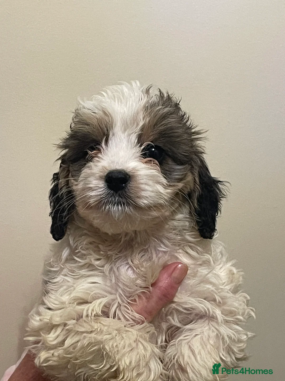 Cockapoo dogs for sale:  Cockapoo Puppies Ready for Loving Homes  - Advert 13