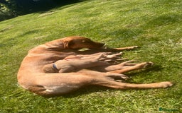 Labrador Retriever dogs for sale: Fox Red pedigree Labradors in Pwllheli - Image 9