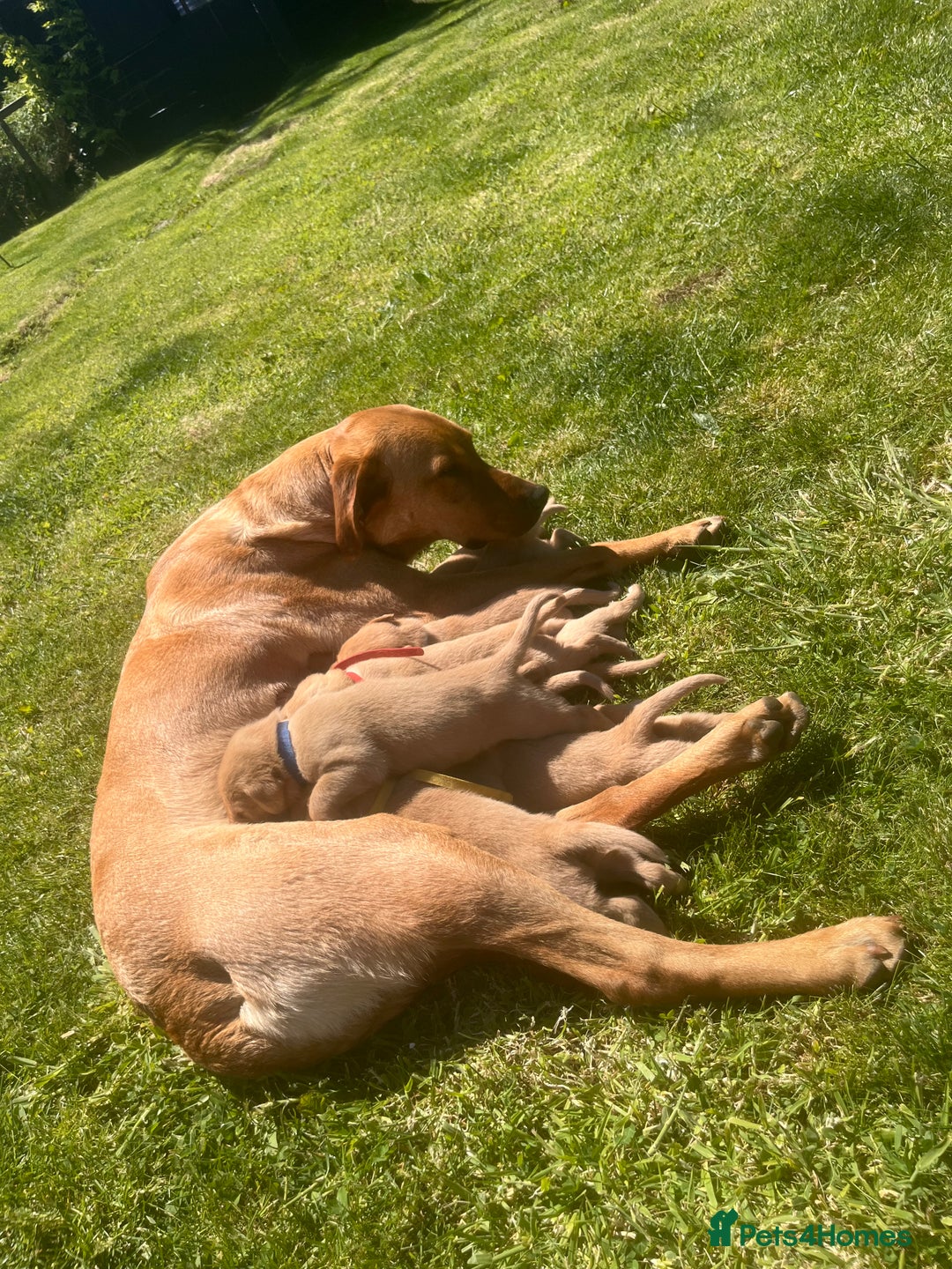 Labrador Retriever dogs for sale: Fox Red pedigree Labradors in Pwllheli - Image 9