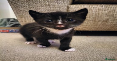 Mixed Breed cats - Advert 5