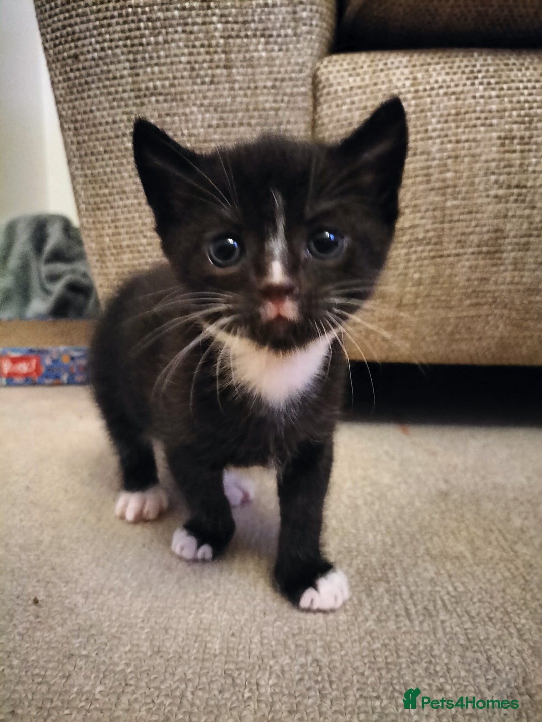 Mixed Breed cats for sale: Kittens Ready  - Image 3