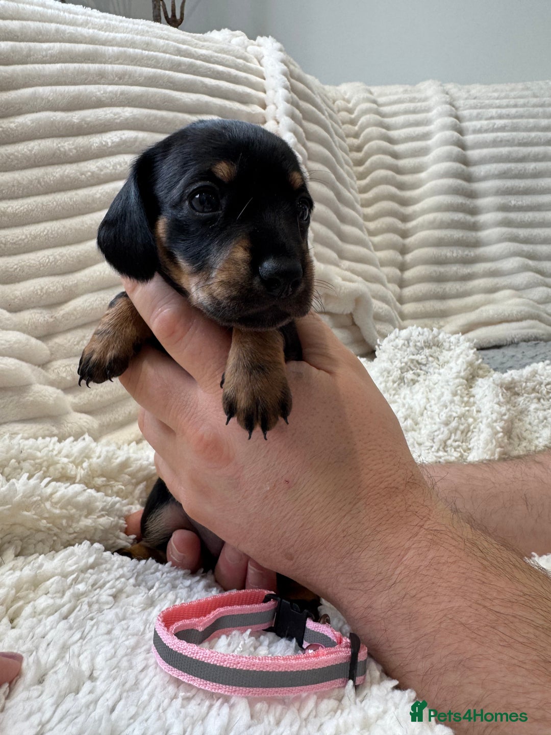 Dachshund dogs for sale: 6 Stunnig Standard Dachshund Puppies - Advert 2