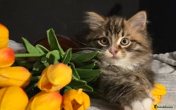 Siberian cats for sale: Siberian kittens Waiting list FIFe registrered - Image 9