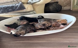 Jug dogs for sale: Jug puppies  - Image 1