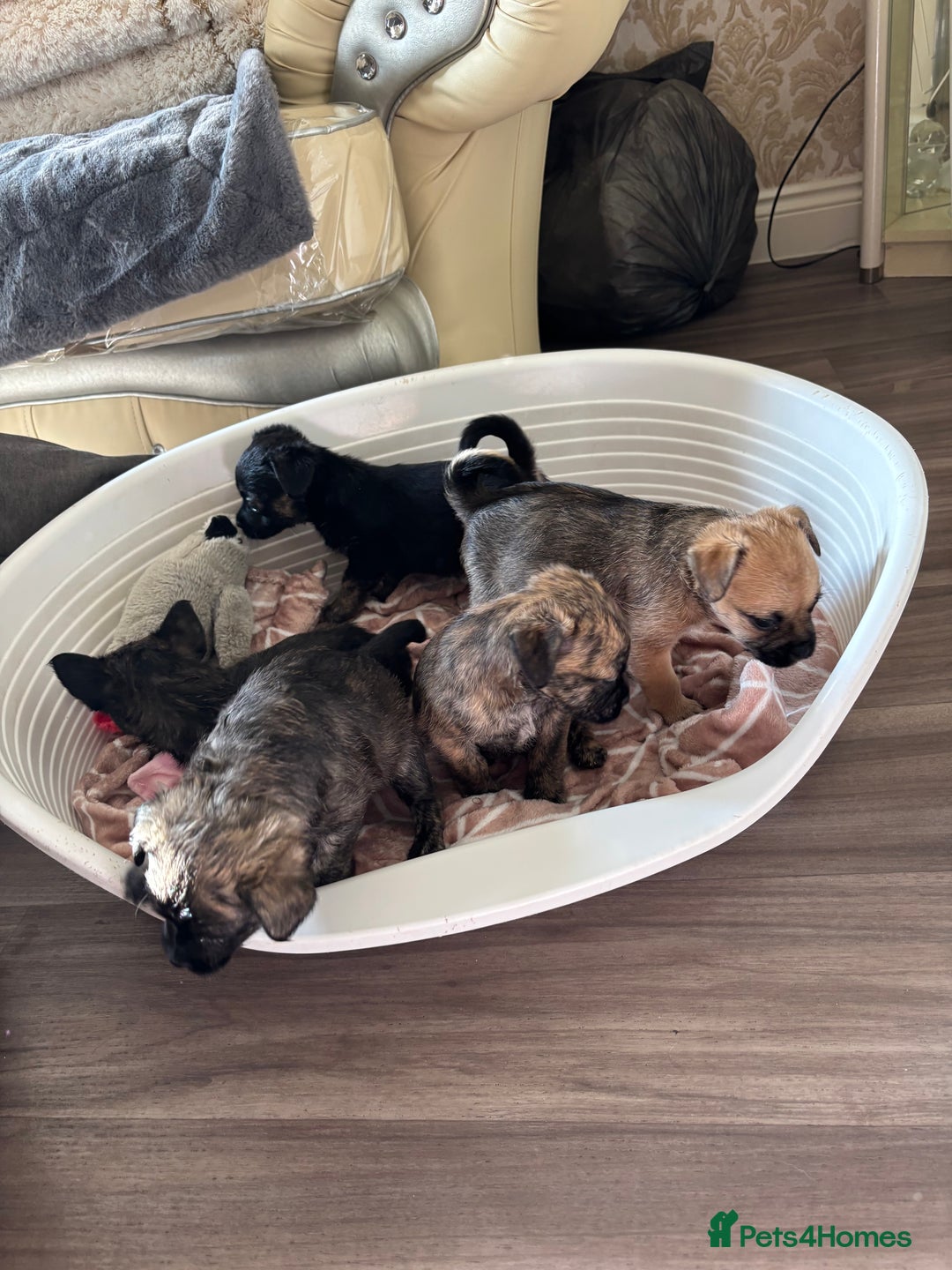 Jug dogs for sale: Jug puppies  - Image 1