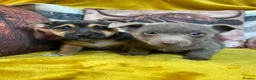 Jack Russell dogs for sale: Pure breed stunning Jack Russell's - Advert 4