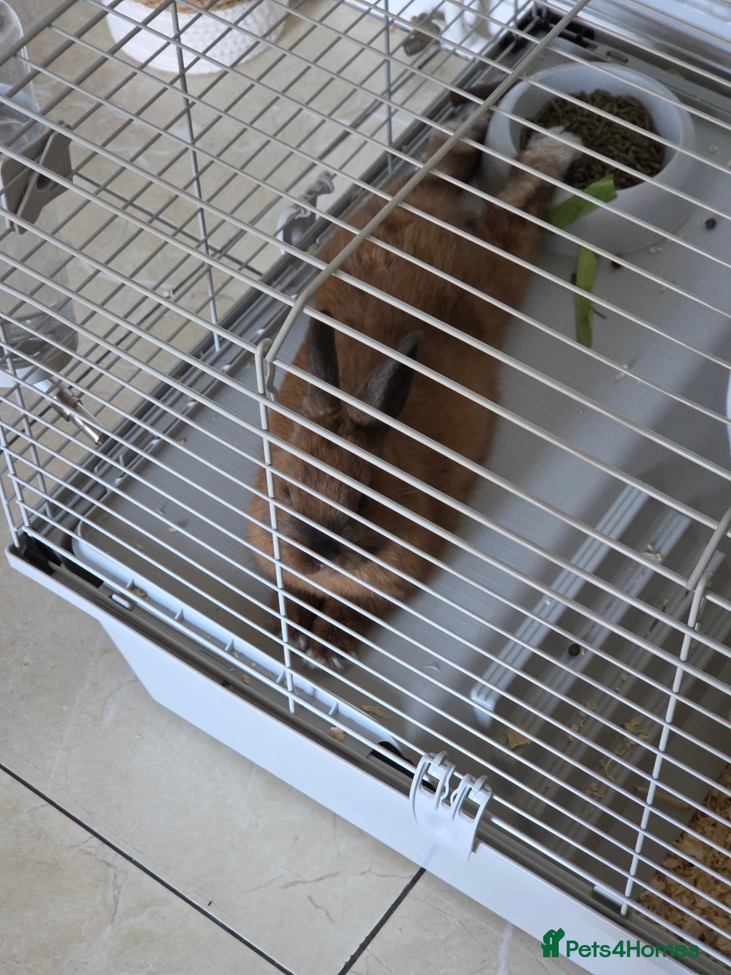 Mixed Breed rabbits for sale: Mixed breed - Advert 3