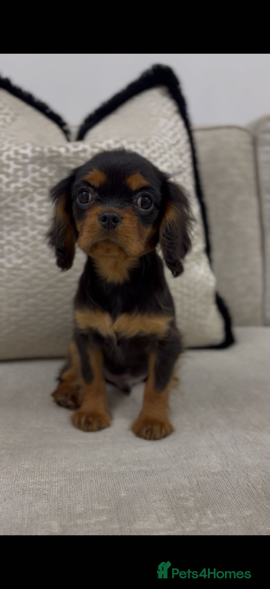 Cavalier King Charles Spaniel dogs Cavalier King Charles spaniel - Advert 18