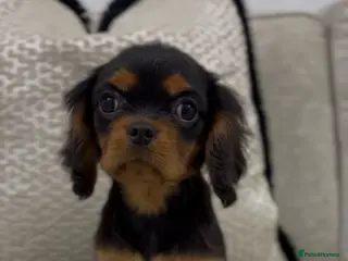 Cavalier King Charles Spaniel dogs Cavalier King Charles spaniel - Advert 18