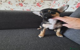 Chihuahua dogs for sale: Chihuahuas lovely puppies! - Image 4