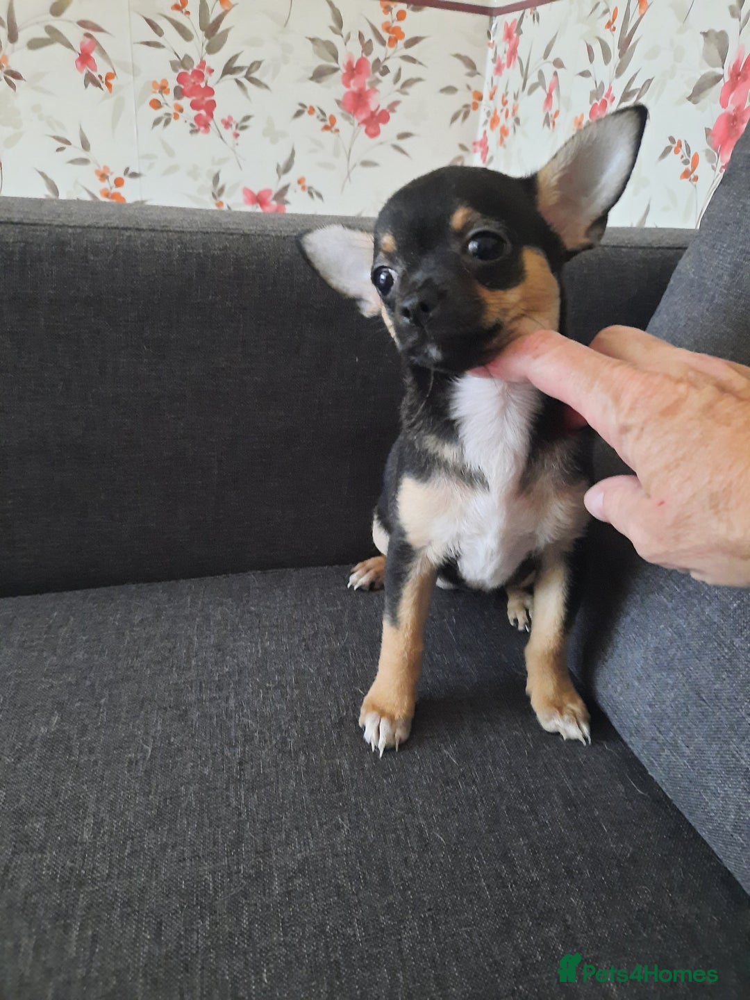 Chihuahua dogs for sale: Chihuahuas lovely puppies! - Image 4