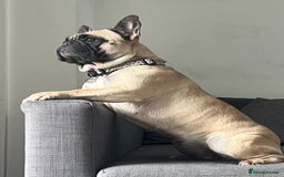 French Bulldog dogs for sale: 3 year old frenchie looking for new home - Image 4
