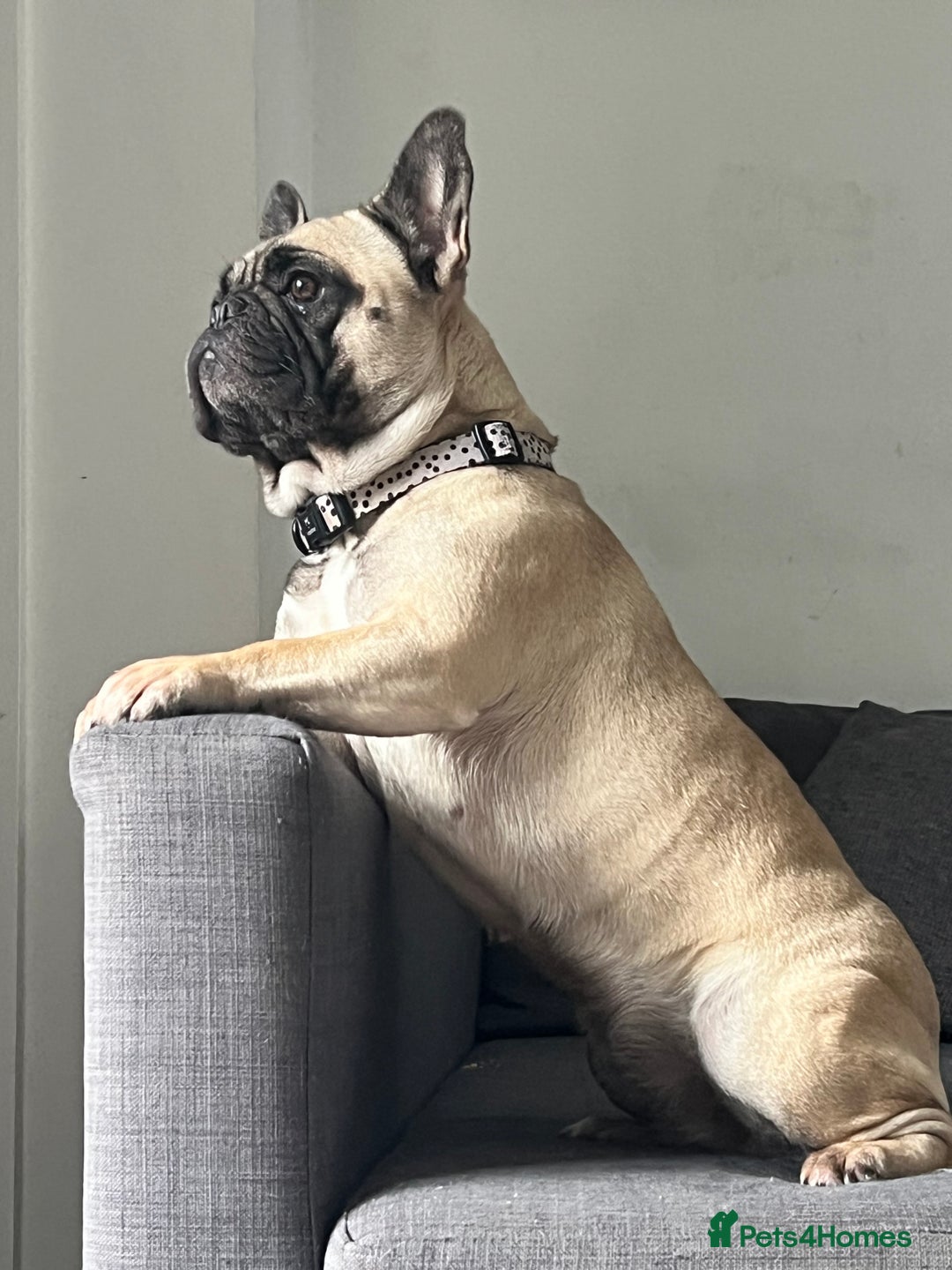 French Bulldog dogs for sale: 3 year old frenchie looking for new home - Image 4
