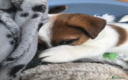 Jack Russell dogs for sale: Kennel Club Registered Jack Russell Terrier Pups - Image 7