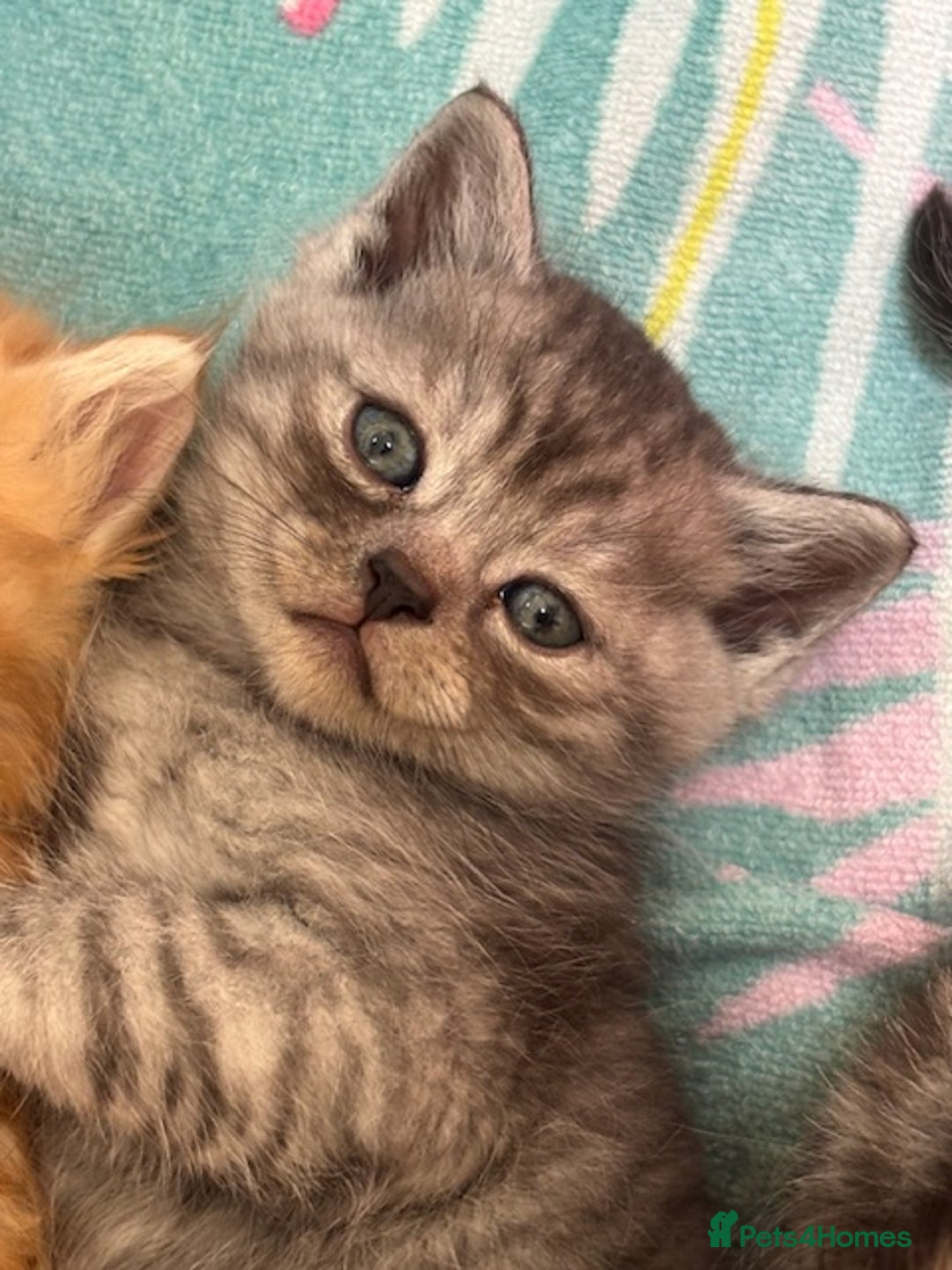 Persian cats for sale: Persian Cross Kittens - GCCF Registered parents - Image 3