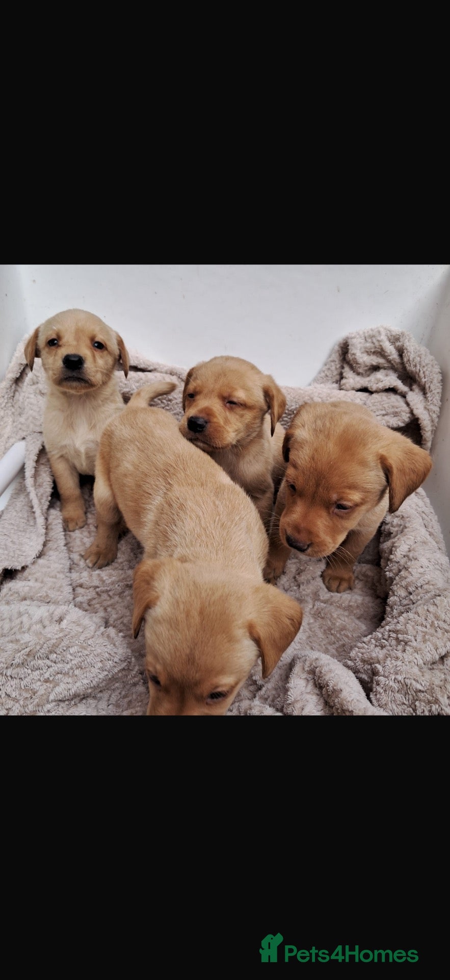 Labrador Retriever dogs Beautiful Kc DNA clear working line labs  - Advert 1