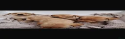 Labrador Retriever dogs for sale: Beautiful Kc DNA clear working line labs  - Advert 4