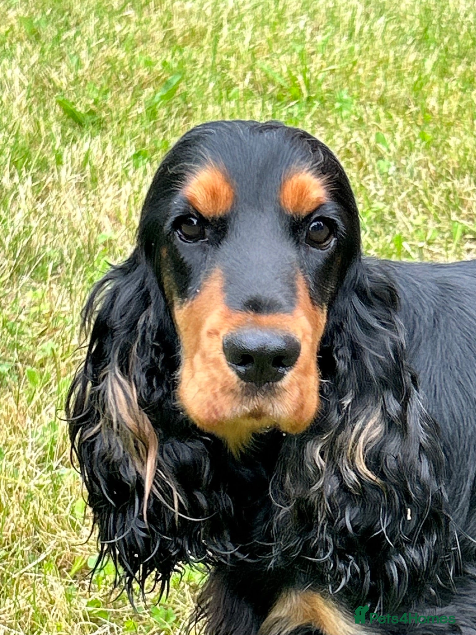 Cocker Spaniel dogs Tiggy - Advert 1