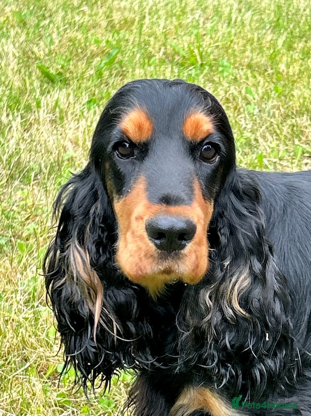 Cocker Spaniel dogs for sale: Tiggy - Advert 1