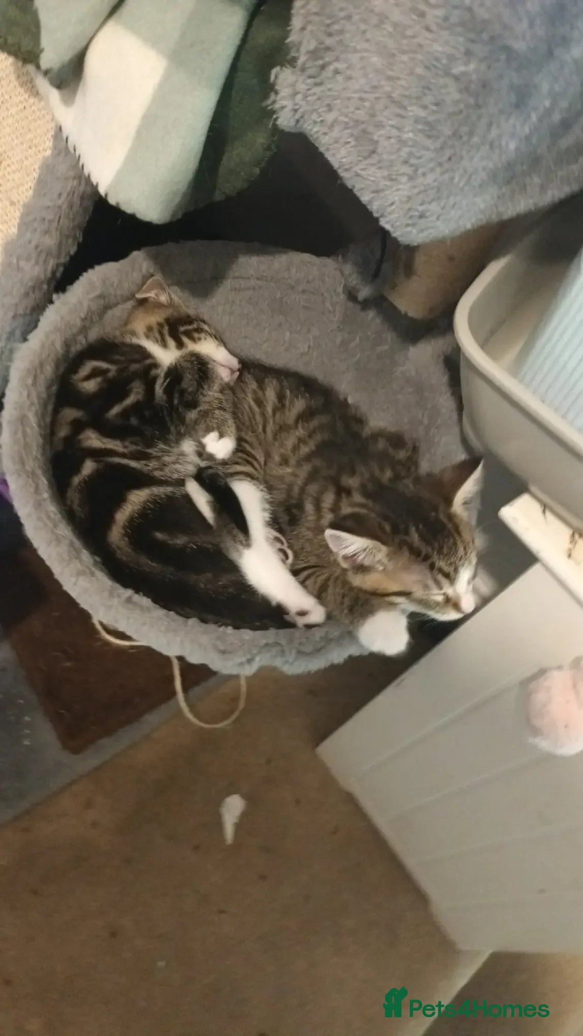 Mixed Breed cats Willow 13 week 9ld Black white kitten - Advert 2