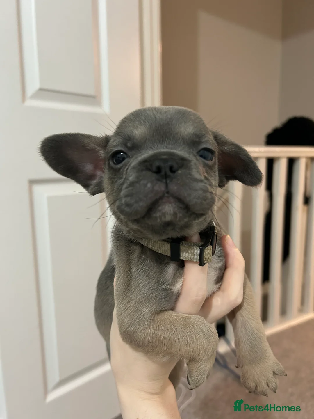 French Bulldog dogs for sale: FLUFFY PINK ISABELLA BLUE TAN KC REGISTERED  - Advert 3