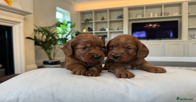 Cockapoo dogs - Advert 9