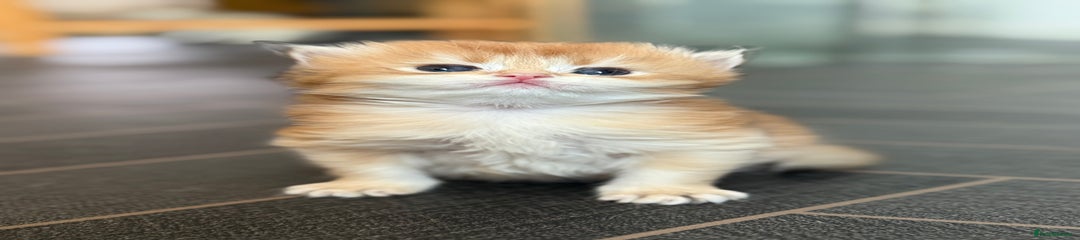British Longhair Kitten 2