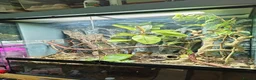 Gecko reptiles for sale: M Crested Gecko with Enclosure - Advert 4