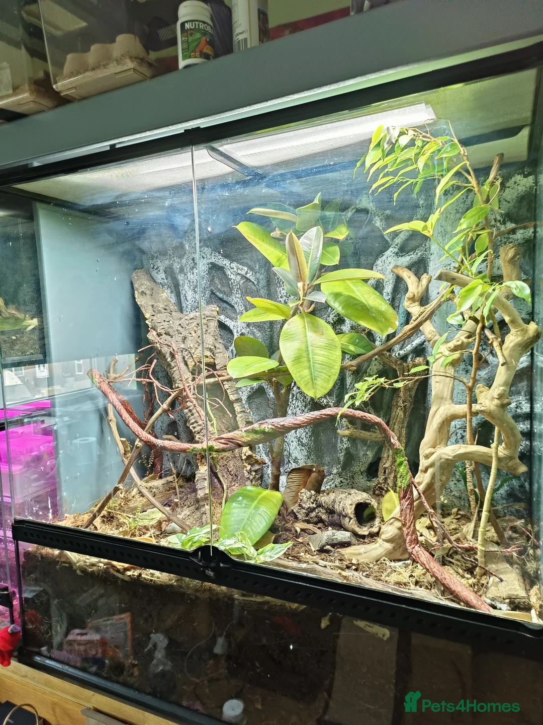 Gecko reptiles for sale: M Crested Gecko with Enclosure - Advert 4