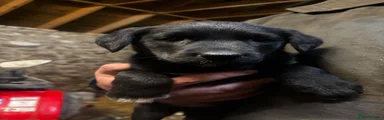 Borador 5