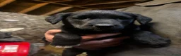 Borador dogs for sale: Labrador collie pups  - Advert 18