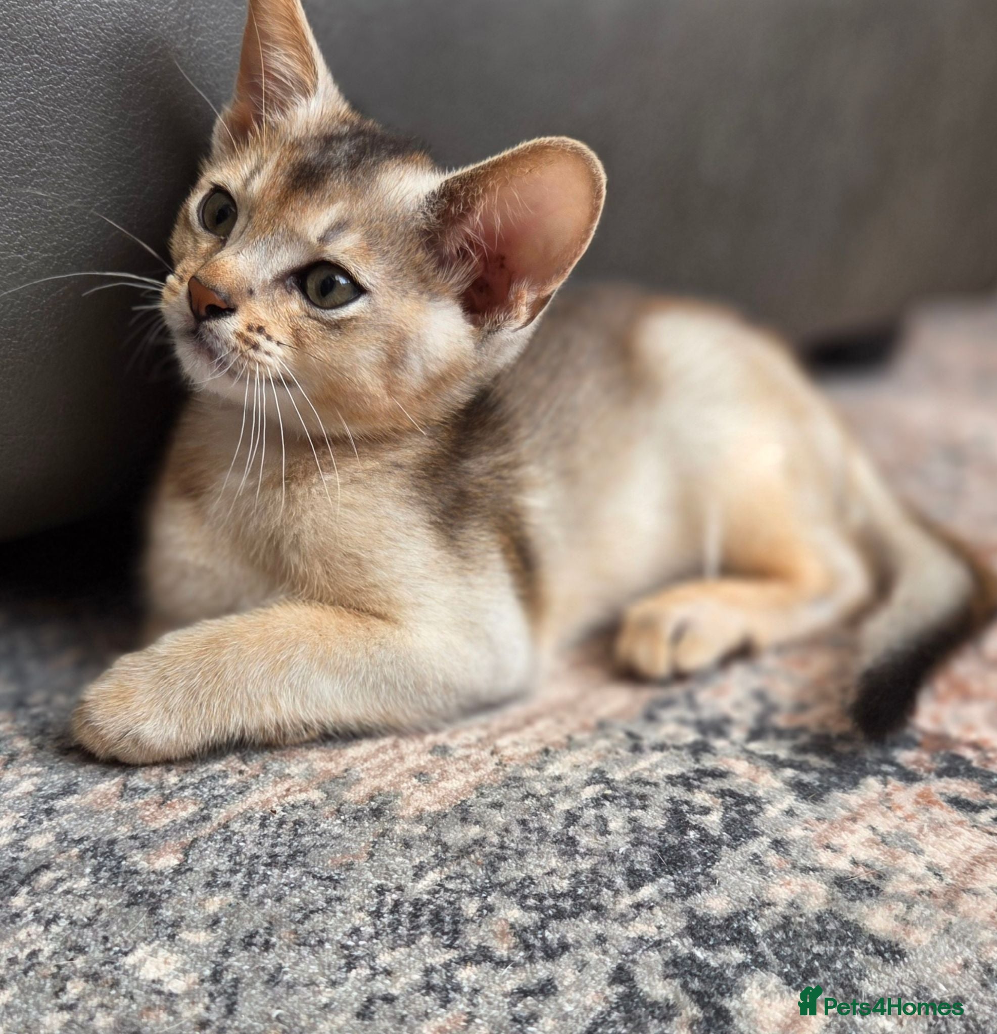 Abyssinian cats 🔥 TICA Registered Abyssinian Kittens - Advert 2