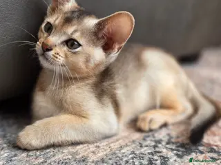 Abyssinian cats 🔥 TICA Registered Abyssinian Kittens - Advert 2