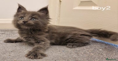 Maine Coon cats - Advert 8