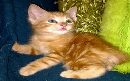 Mixed Breed cats for sale:  beautiful kittens looking for their forever homes - Image 3