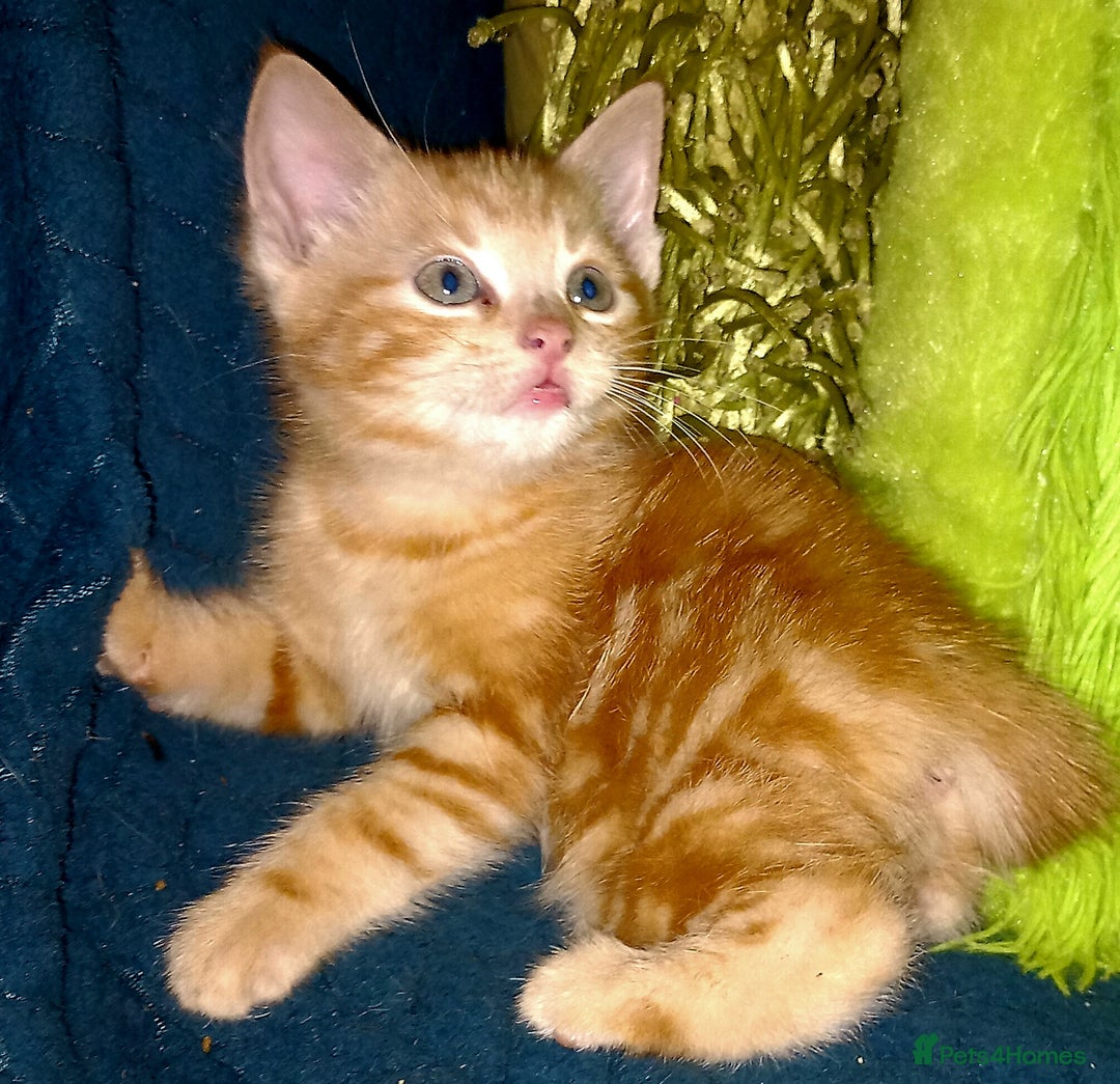 Mixed Breed cats for sale:  beautiful kittens looking for their forever homes - Image 3