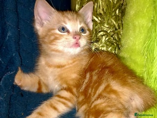 Mixed Breed cats for sale: beautiful kittens looking for their forever homes - Advert 2