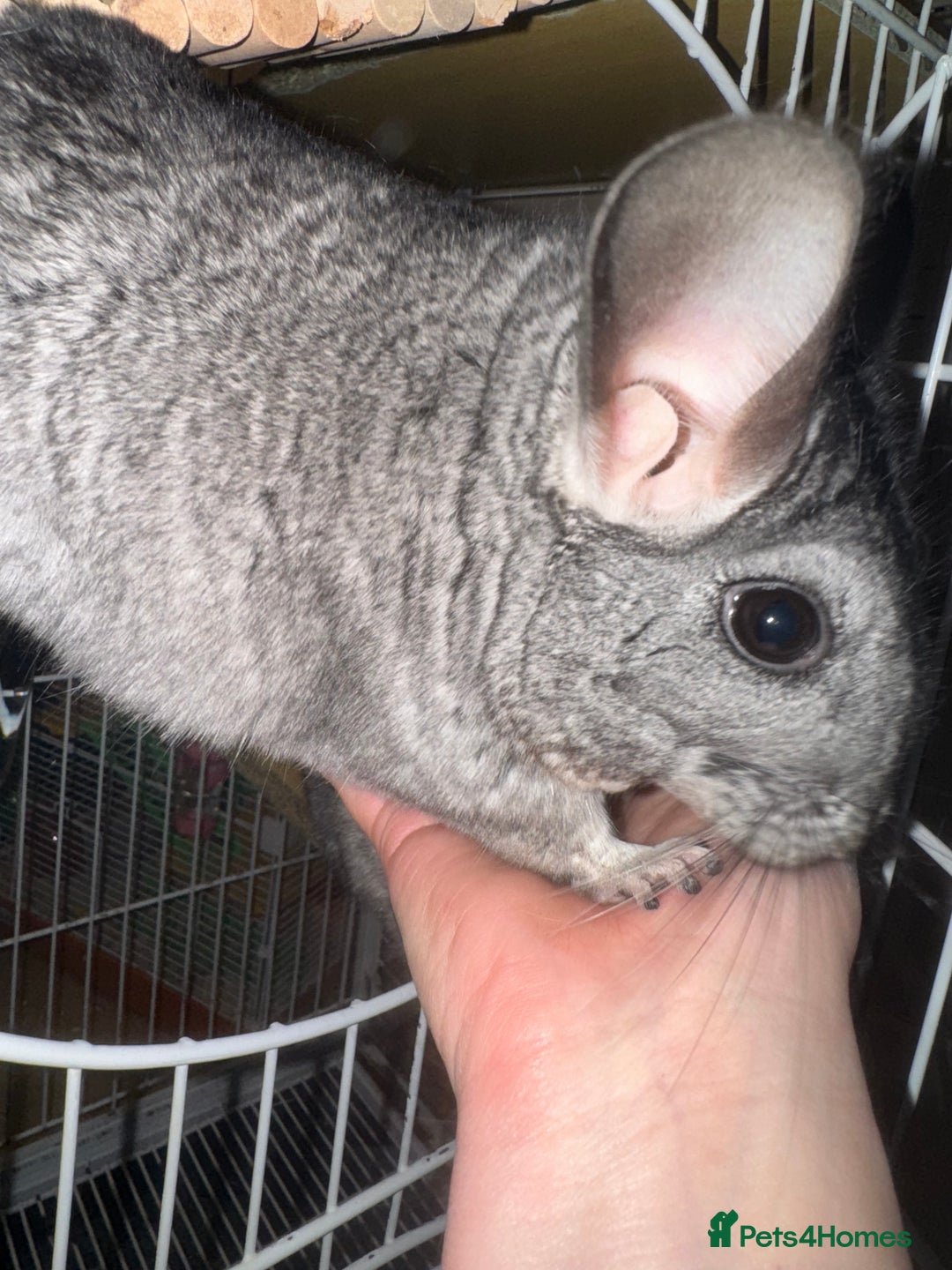 Chinchilla rodents for sale: Chinchillas Females for sale  - Image 5