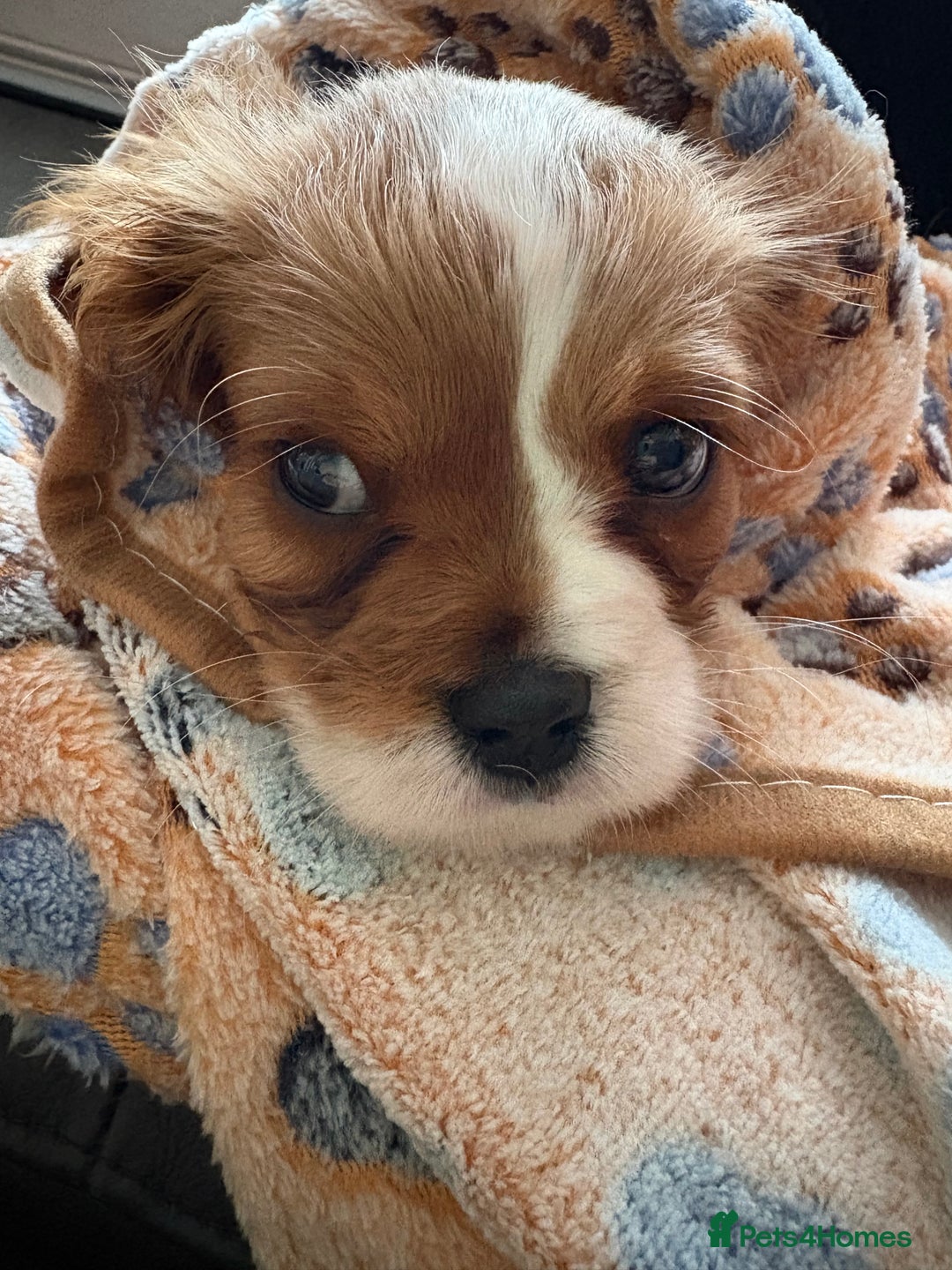 Cavalier King Charles Spaniel dogs for sale: Beautiful little boy Cavalier King Charles  - Advert 13