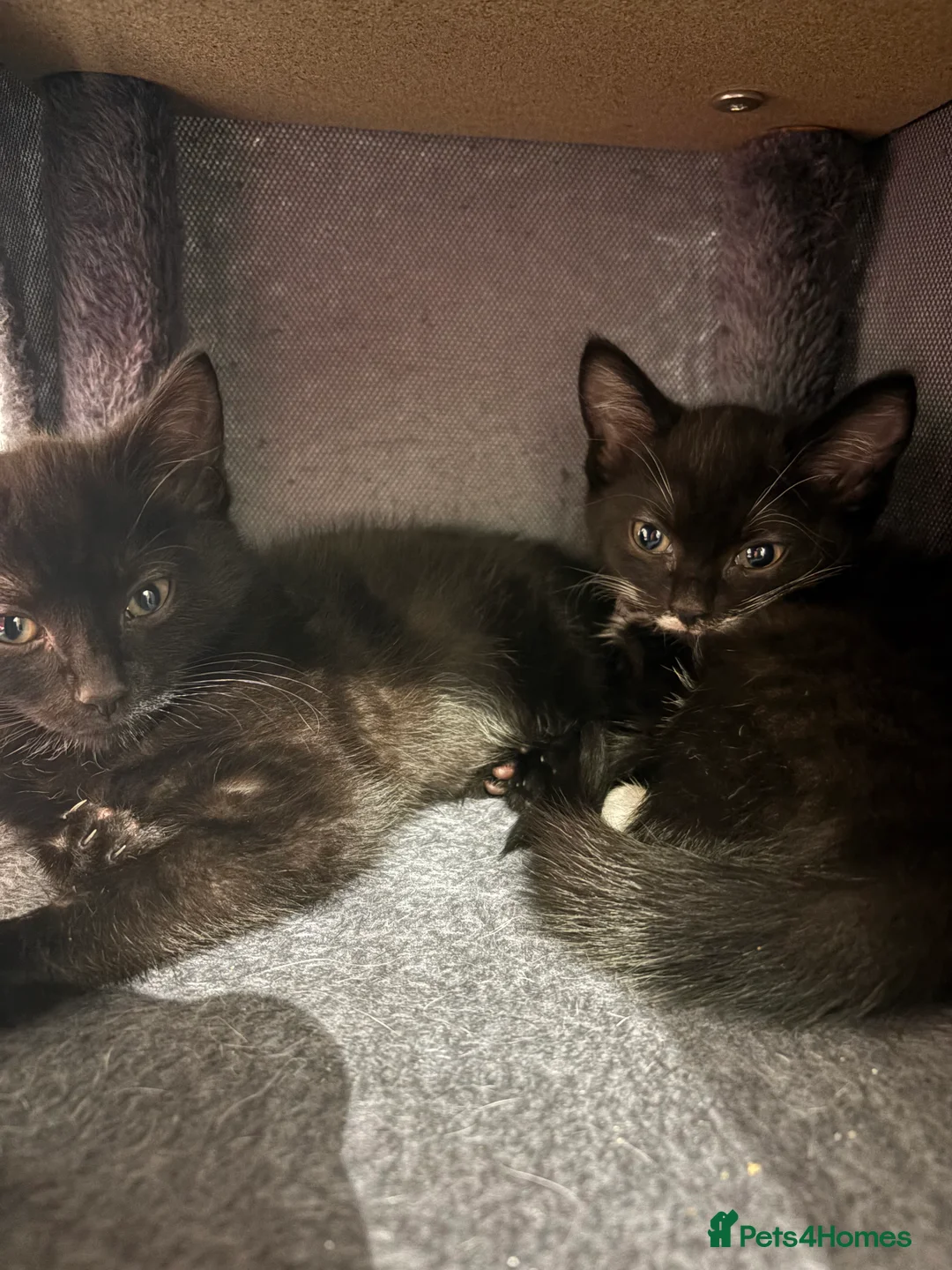 Domestic Shorthair cats for sale: Kittens for sale - Advert 3