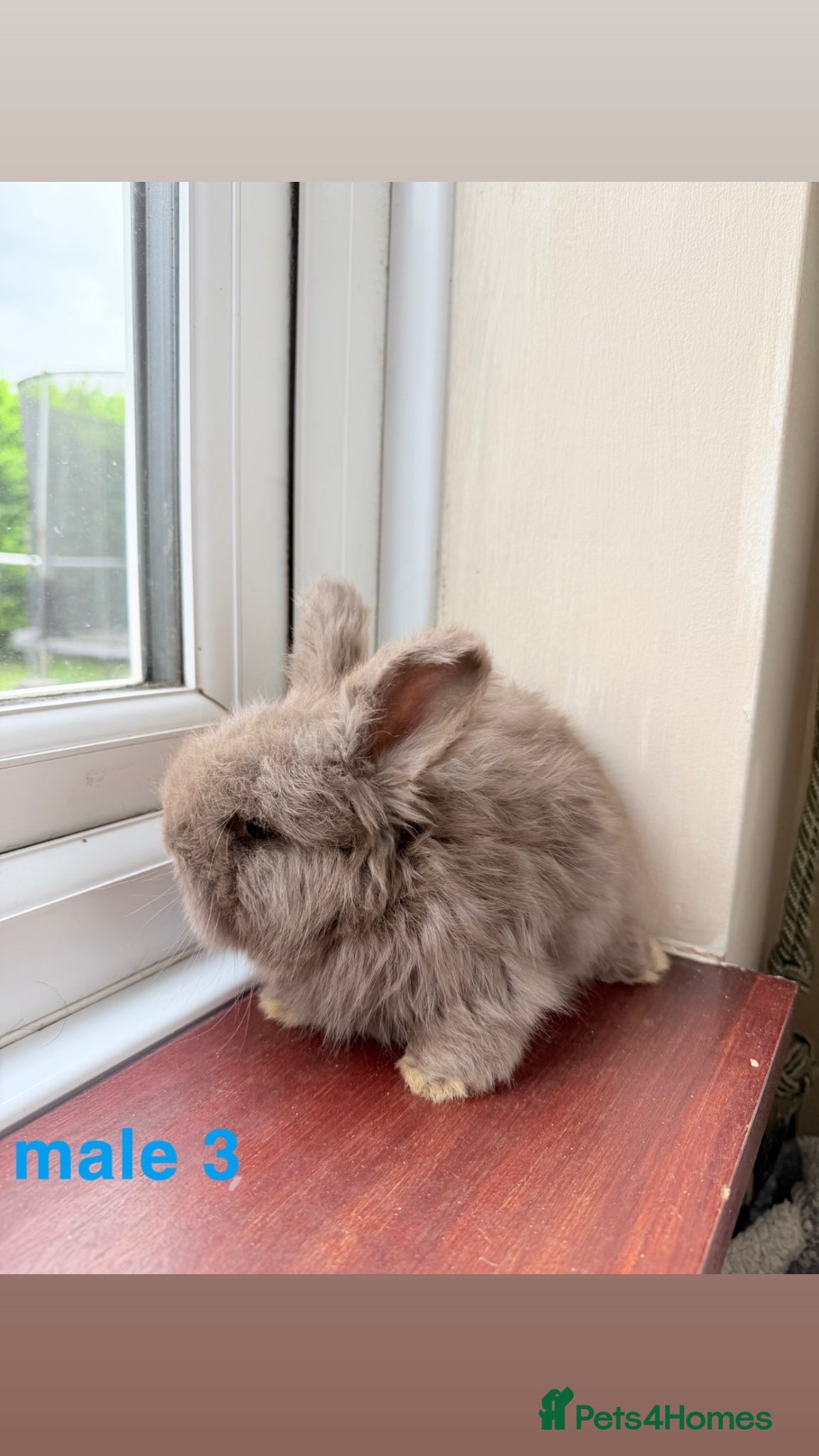Angora rabbits for sale: pedigree english angora  - Advert 12
