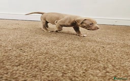 American Bully dogs for sale:  Medium Bully Puppies–XL are banned, these are NOT - Image 7