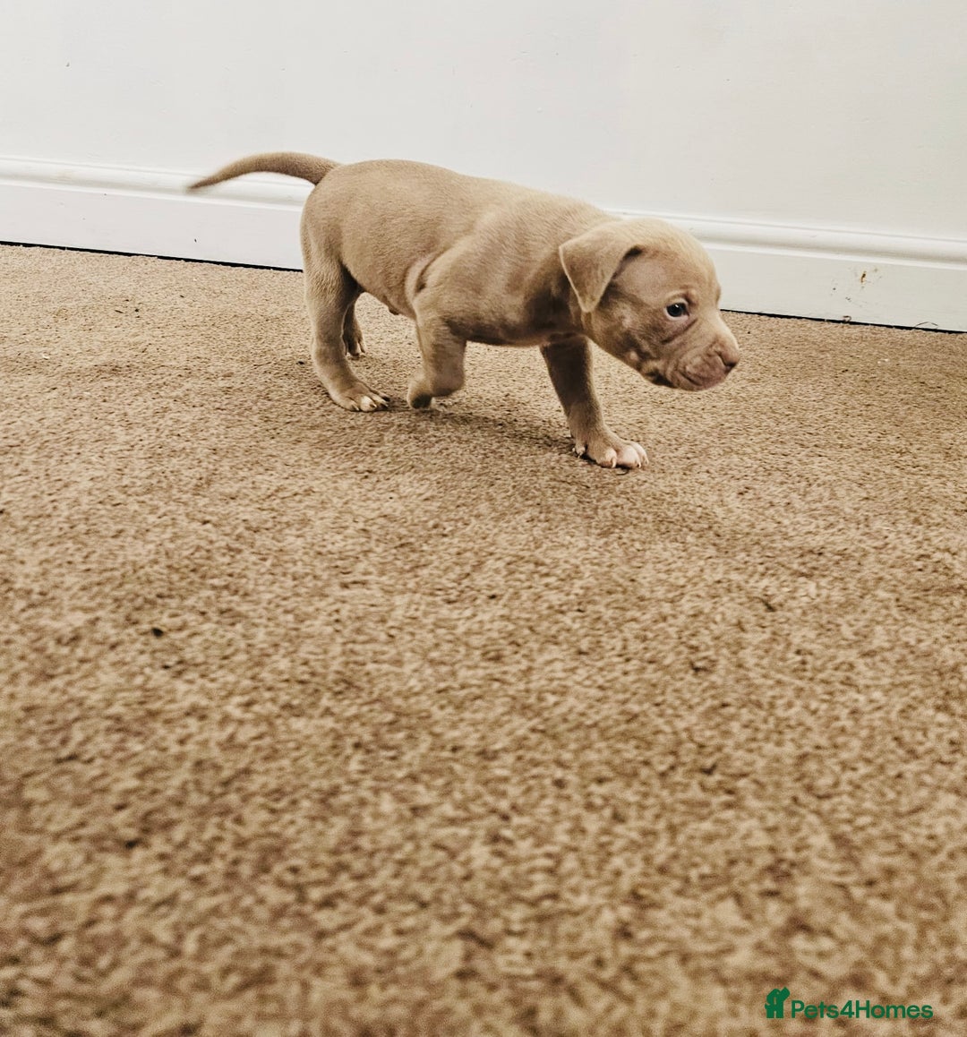 American Bully dogs for sale:  Medium Bully Puppies–XL are banned, these are NOT - Image 7